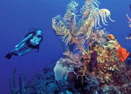 Atlantis Reef, Ponta Do Ouro