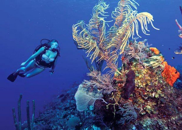 "Scuba Diving at Atlantis Reef"