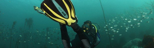 "Scuba Diving at Hermanus"