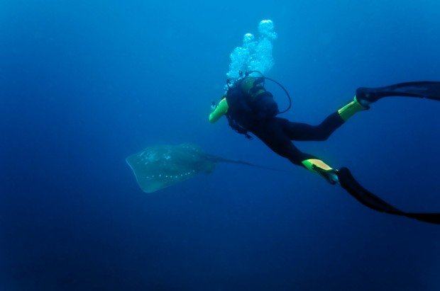 "Scuba Diving at Shallow Malongane Reef"