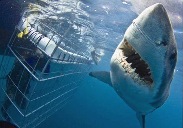 "Shark Diving at Gansbaai"