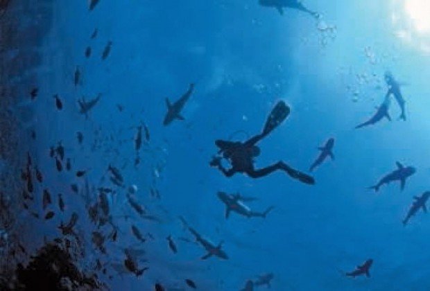 "Shark Diving at Pinnacles Reef"