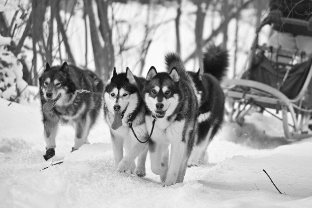 "Ski Bromont Dog Sledding"