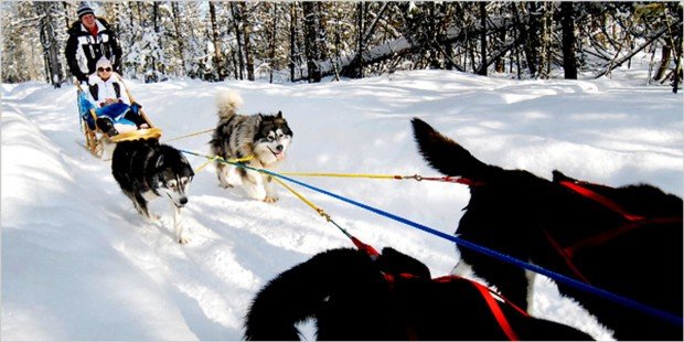 "Sledding with Dogs at Mont Tremblant"