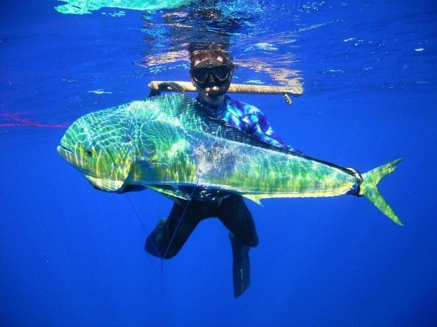 "Spearfishing Old Kona Airport"