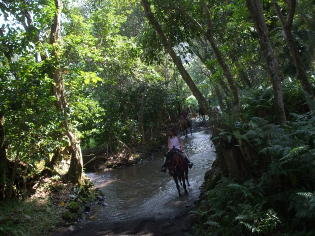 "Waipio Valley Horse Riding"