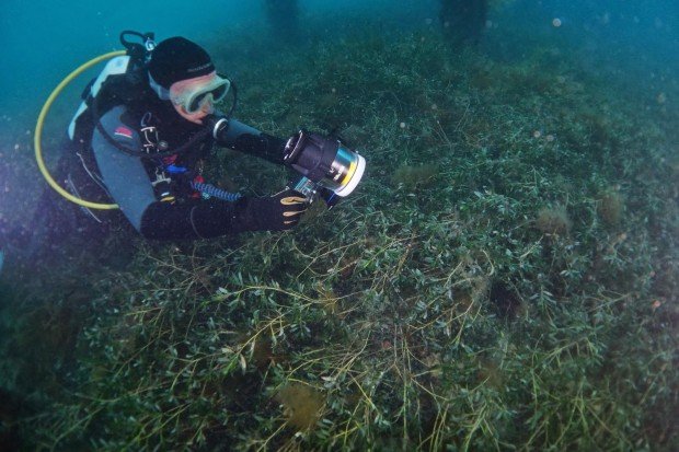 "Scuba Diving at Frankston Pier"