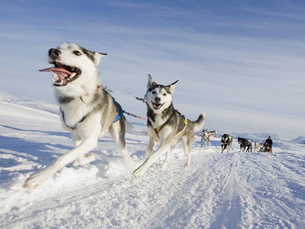"Dog Sledding in Kiruna"