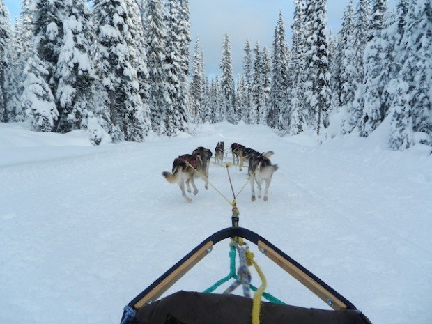 "Dog sledding at Big White Ski Resort"