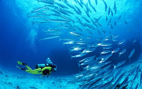 "Giant's Castle Reef Scuba Diving"