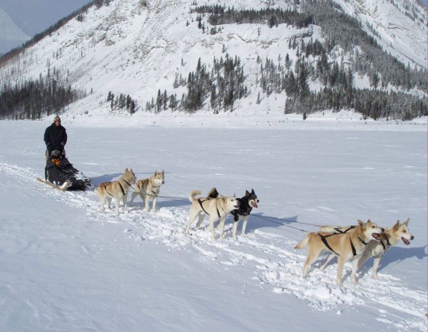 "Lake Louise Ski Area Dog Sledding"