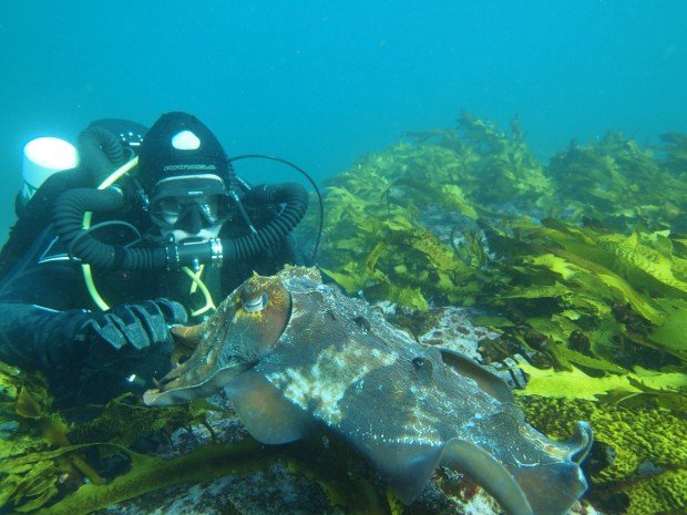 "Scuba Diving at Cape Solander"