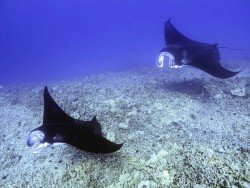 Chambers of Secrets Reef, Tofo Beach