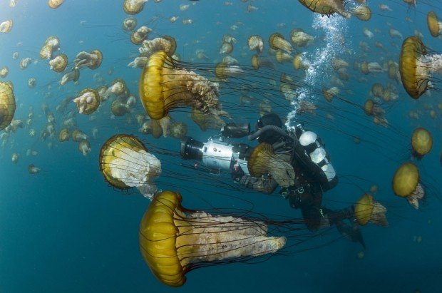 "Scuba Diving at Gap Reef"