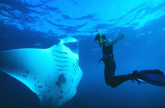 "Scuba Diving at Manta Reef"