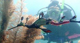 Portsea Reef, Mornington Peninsula