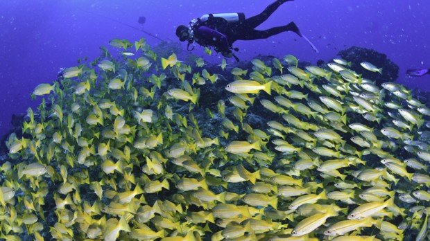 "Scuba Diving at Sutherland Point"