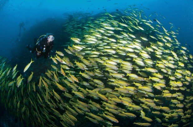 "Scuba Diving at The Playground"