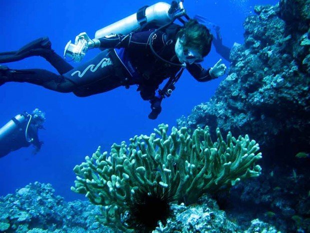 "Scuba Diving at Windy Point"