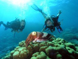 Frankston Reef, Mornington Peninsula