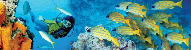 "Shiprock Scuba Diving"