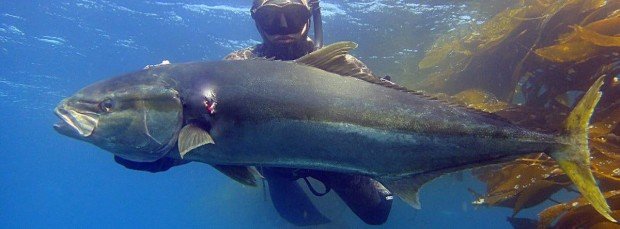 "Spearfishing at Cronulla Beach"