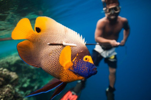 "Spearfishing at Shark Island"