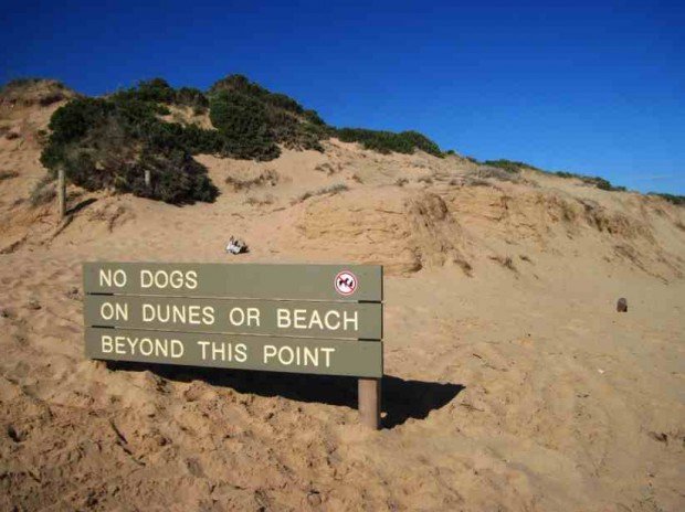 "Surfing at Gunnamatta Beach"