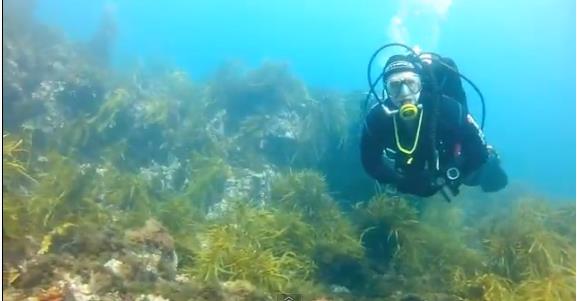 "Cape Schanck Scuba Diving"