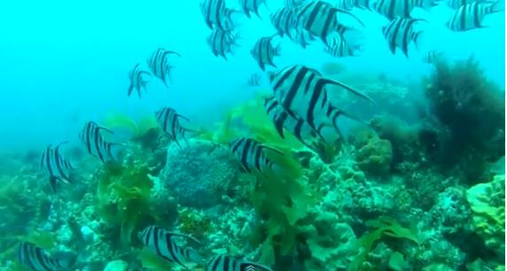 "Scuba Diving at Portsea Hole"