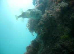 Quarantine Station Wall, Mornington Peninsula