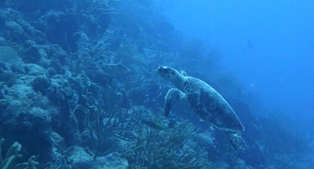 "Scuba diving at Carpenter's Hole"