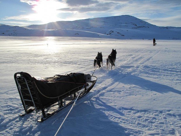 "Dog Sledding at Riksgränsen Ski Resort"