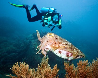 "Scuba diving at Deep Bay Antigua"
