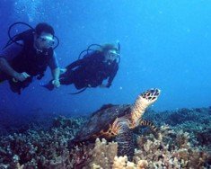 Shoal Bay Reef, Anguilla