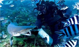 Big Mama’s Reef, Dutch St Martin