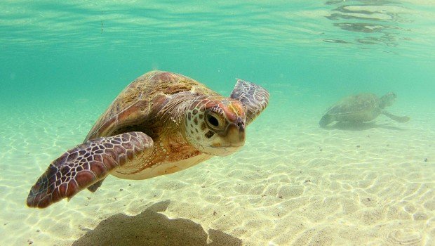 "Snorkeling at Old Woman Island"