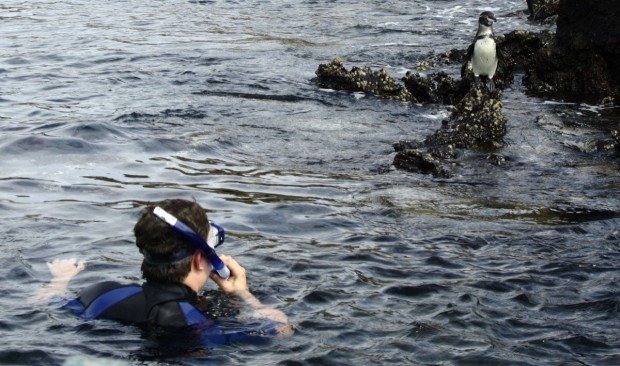 "Snorkeling at Penguin Island"