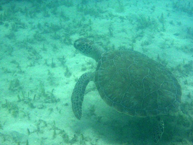 "Snorkeling at Pillars of Hercules Antigua"