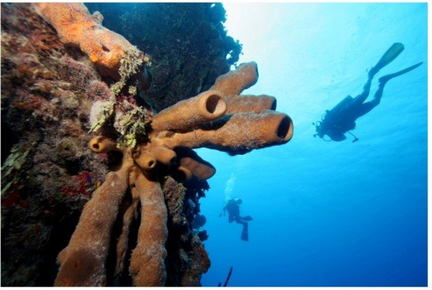 "Scuba diving at Little Bay"