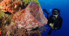 Palancar Caves, Cozumel