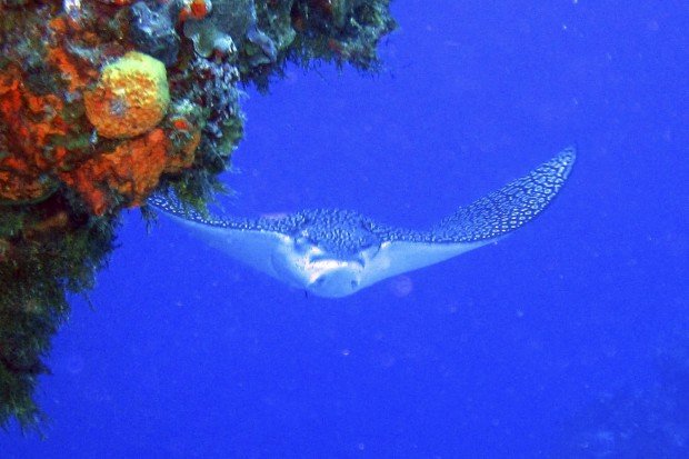 "Scuba Diving at Palancar Caves"