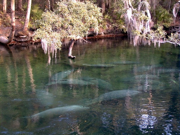 "Free Diving at Volusia Blue Spring"