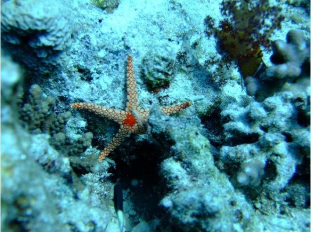 "Hurghada Bay, Red Sea Governorate, Egypt - Free Diving"