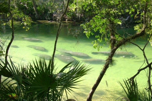 "Cave Diving at Volusia Blue Spring"