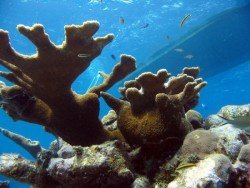 LBTS Biorock Reef, Fort Lauderdale