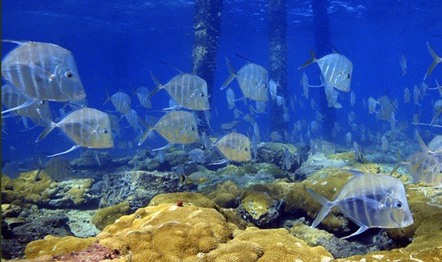 "Scuba diving at LBTS Biorock Reef"