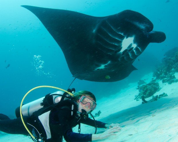 "Scuba diving at Manta Ridge"