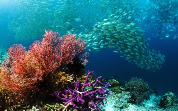 "Scuba diving at Sardine Reef"