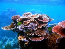 Sardine Reef, Raja Ampat Islands